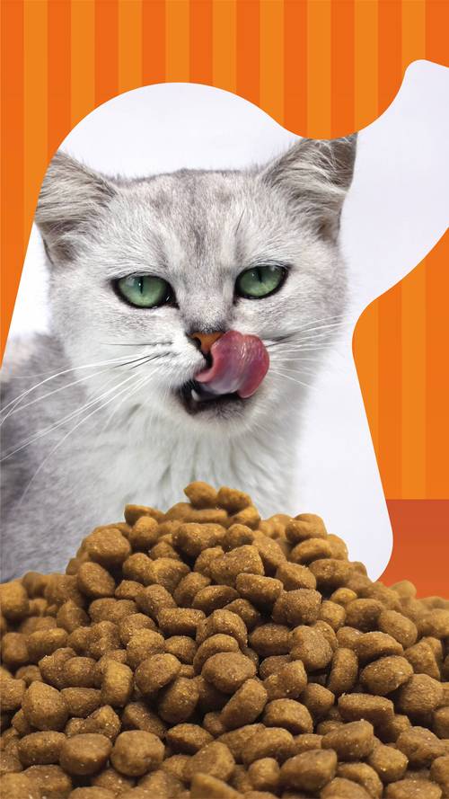 秋天的第一口南瓜红薯，小狗能吃吗？宠物食品安全指南